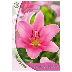 Bulbi flori crin roz Starsem/Agrosel