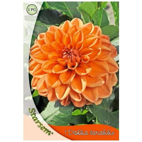 Bulbi flori dalia orange nugget Starsem/Agrosel