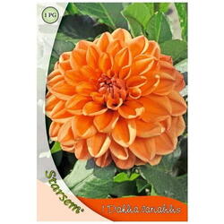 Bulbi flori dalia orange nugget Starsem/Agrosel