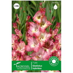 Bulbi flori gladiole bicolor cheops Starsem/Agrosel