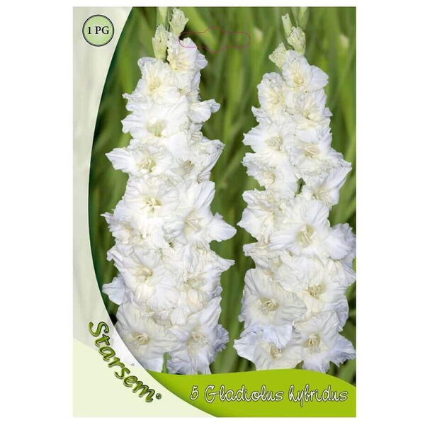 Bulbi flori gladiole white Starsem/Agrosel