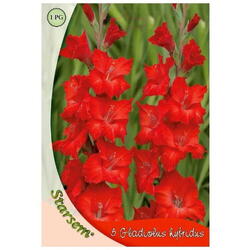 Bulbi flori gladiole red  Starsem/Agrosel
