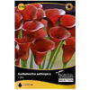 Bulbi flori cala roșu Starsem/Agrosel
