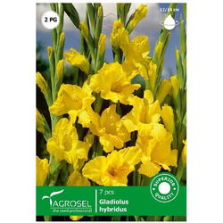 Bulbi flori gladiole galben Starsem/Agrosel