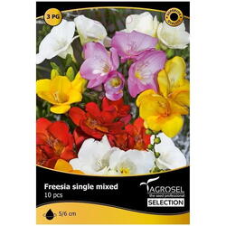 Bulbi flori freesia single mix Starsem/Agrosel