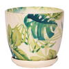 Plastor Ghiveci+farfurie ceramica, wenus, 14,5 cm, ficus