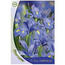 Bulbi flori iris albastru pitic Starsem/Agrosel