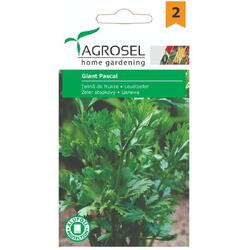 Seminte telina de frunze pascal giant pg2 Agrosel
