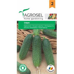 Seminte castraveti crisan pg2 Agrosel