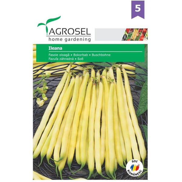 Seminte fasole ileana pg5 Agrosel